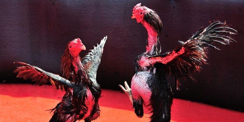 888b bắn cá đổi thưởng