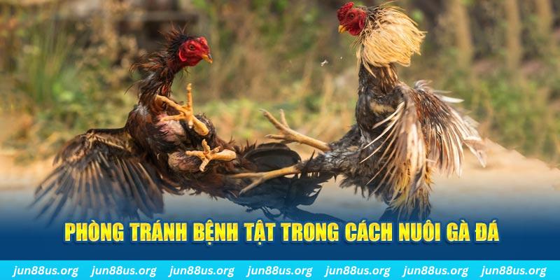 888b natural” trong baccarat nghĩa là gì？